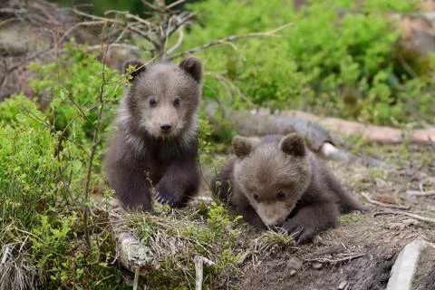 Brown bear cub Stock Photos