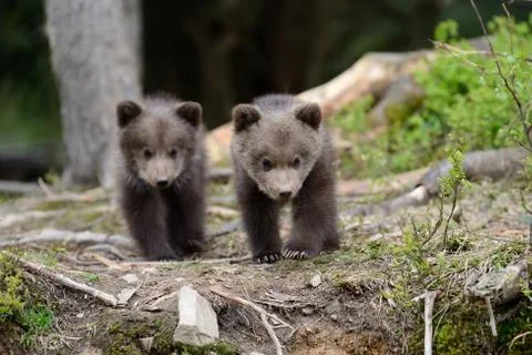 Brown bear cub Stock Photos