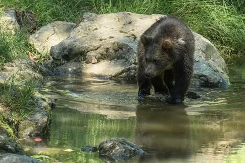 Brown Bear Cub Foto stock