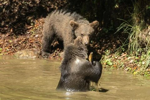 Brown Bear Cub Stock Photos