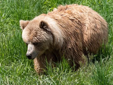 Brown bear cub Stock Photos