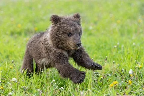 Brown bear cub playing on the summer field Stock Photos