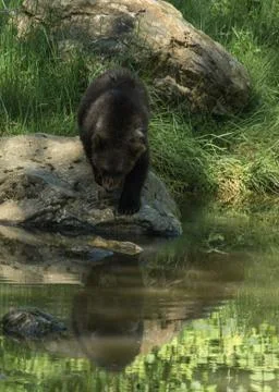 Brown bear cub reflection in water Stock Photos