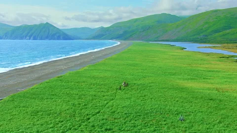 Brown bear with cub running through green coastal meadow Stock Footage 337034539
