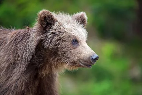 Brown bear cub in a spring forest Foto stock