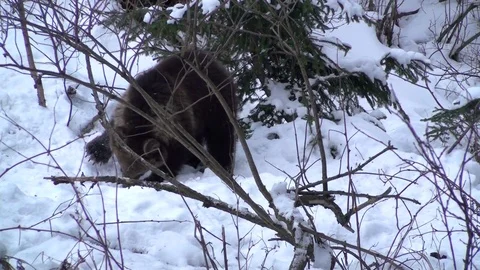 Brown bear cub in winter Vídeos de archivo 78545269