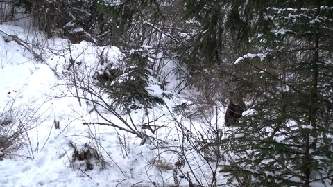 Brown bear cub in winter Vídeos de archivo 78545733