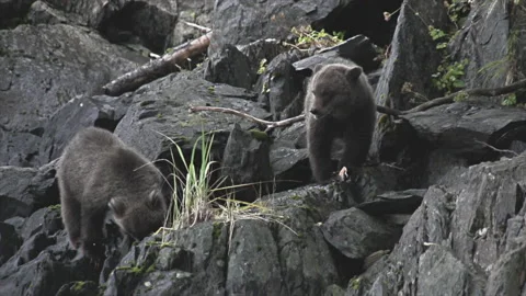 Brown Bear Cubs 1080p 2 Stock Footage 232867357