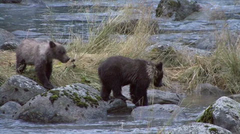 BROWN BEAR CUBS IN AND OUT Video stock 32547202