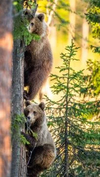 Brown bear cubs climbs a pine tree. Natural habitat. Summer forest. Scientifi Stock Photos