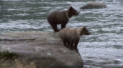 BROWN BEAR CUBS CRY ON ROCK 動画素材 32542817