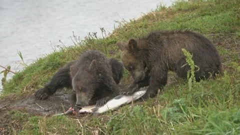 Brown bear cubs eating red salmon fish during fish spawning Stock Photos