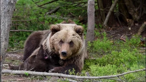 Brown bear with cubs Stock Footage 82949380