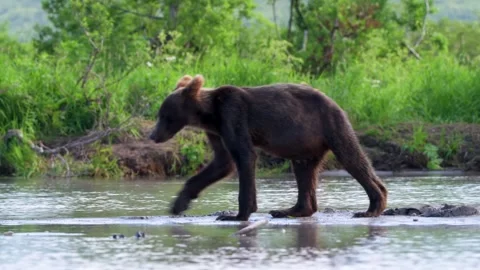 Brown Bear cubs foraging for Salmon in Kamchatka with mother bear Stock Footage 290161476