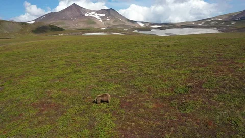 Brown Bear With Cubs in Kamchatka. Drone Video. Aerial View. Stock Footage 128606817