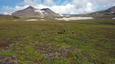 Brown Bear With Cubs in Kamchatka. Drone Video. Aerial View. Stock Footage 128609617