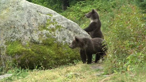 BROWN BEAR CUBS LOOK Video stock 66687276