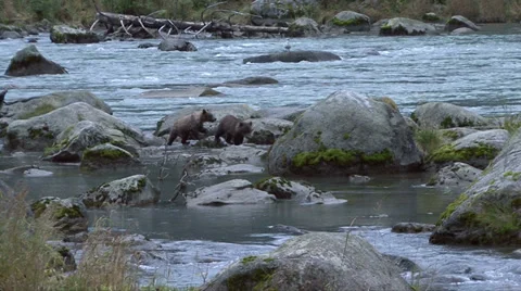 BROWN BEAR CUBS ON THE MOVE Video stock 32548071