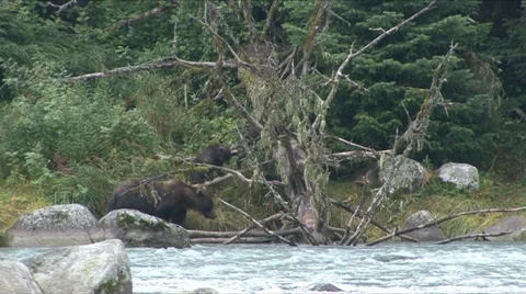 BROWN BEAR CUBS OVER TREE. Video stock 18157661