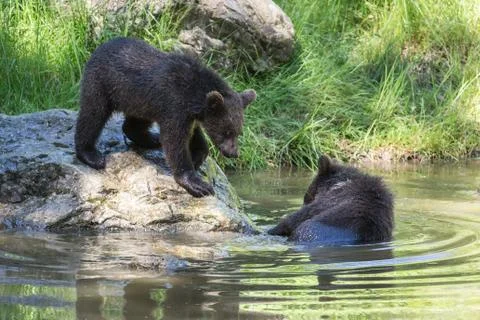 Brown bear cubs Stock Photos