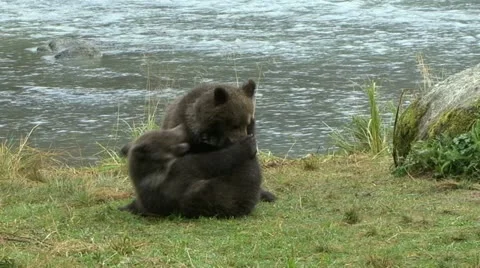 BROWN BEAR CUBS PLAY ROUGH Video stock 19051073