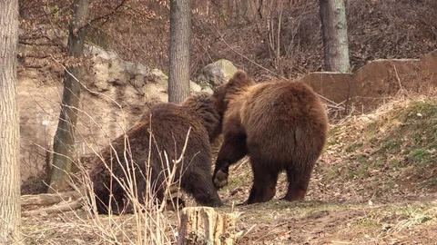 Brown bear cubs play in their exposition in the zoo Stock Footage 87318909