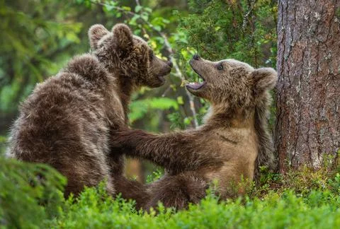 Brown Bear Cubs playfully fighting in summer forest. Scientific name: Ursus A Foto stock