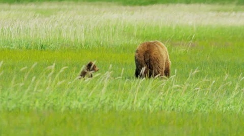 Brown Bear cubs playing close to feeding female  Alaska, USA Stock Footage 27492413