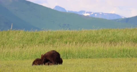 Brown bear cubs playing Stock Footage 157653902