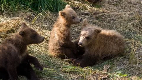 Brown bear cubs playing Fotos de archivo