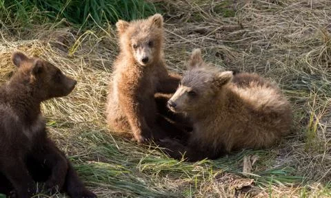 Brown bear cubs playing Stock-Fotos