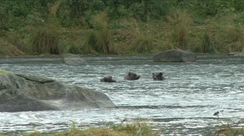 BROWN BEAR CUBS IN RIVER. 库存影片 17836378