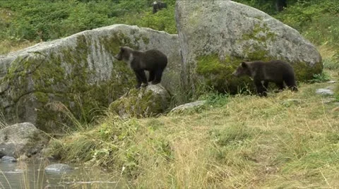 BROWN BEAR CUBS INTO THE RIVER. 動画素材 18158372