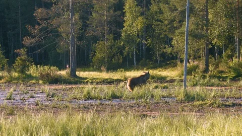 Brown bear cubs run and hide - Mom stays cool 4k Stock Footage 113045266