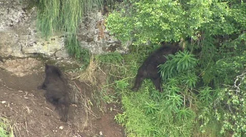 BROWN BEAR CUBS SLIP AND SLIDE Video stock 21222009