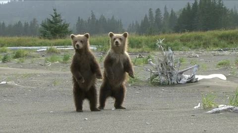 BROWN BEAR CUBS STAND Video stock 18194476