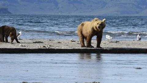 Brown Bear With Cubs Walking At The Shore of The Lake.  Stock Footage 128657571