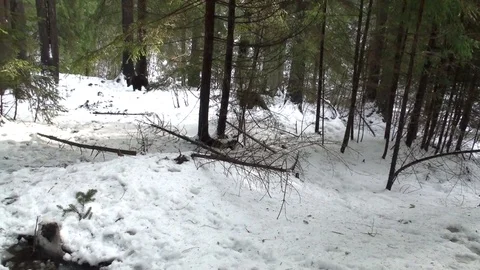 Brown bear cubs in winter Vídeos de archivo 78544448