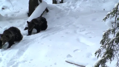 Brown bear cubs in winter Vídeos de archivo 78544539