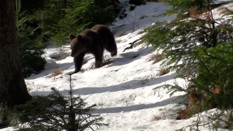 Brown bear cubs in winter Stockbeeldmateriaal 78545223