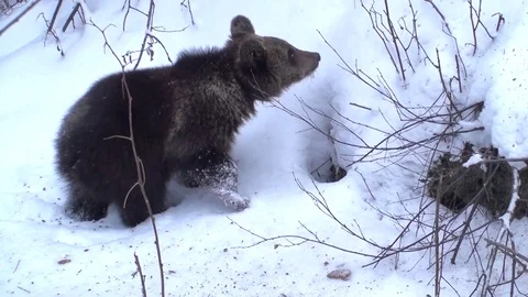 Brown bear cubs in winter Vídeos de archivo 78545291