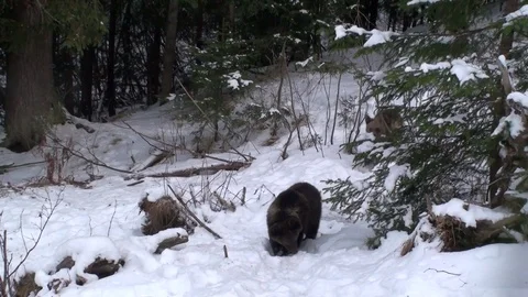 Brown bear cubs in winter Vídeos de archivo 78545373