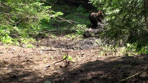 Brown bear cubs in winter Vídeos de archivo 78551513