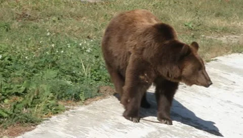 Brown Bear at dam, Ursus arctos Video stock 10560187