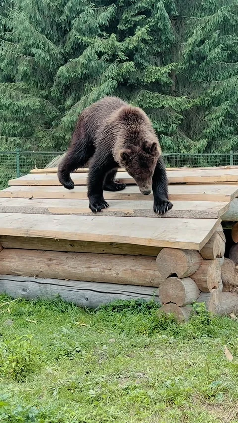 Brown Bear Descends Wooden Structure Stock Footage 328614689