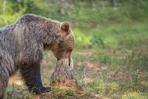 Brown bear digging around a tree stump searching for food Foto stock