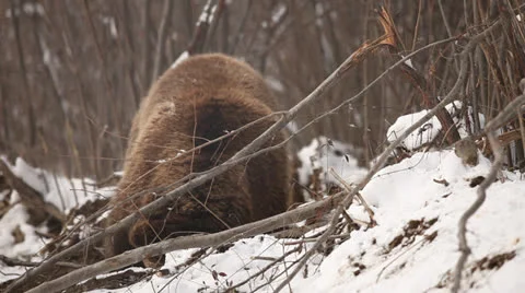 Brown Bear digs the pit. Stock Footage 24161248