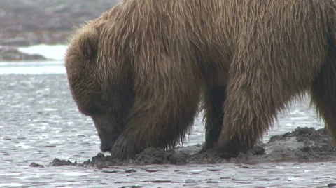 Brown Bear Digs in Sand Video stock 53494461
