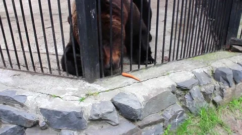Brown Bear dines at the zoo 库存影片 62830777