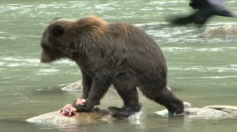 BROWN BEAR DIVE BOMBED BY CROW 库存影片 32548879